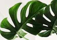 Monstera