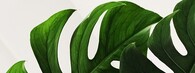 Monstera