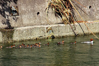 Morčáci velcí v Třineckých železárnách