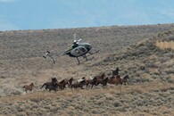 nahánění mustangů