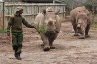 Nájin a Suni ve svém výběhu v rezervaci Ol Pejeta