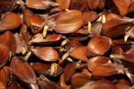 Naklíčená bukvice