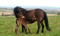 exmoorský pony 
