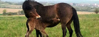 exmoorský pony 