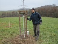 Nátěry kmínků vysázených stromů