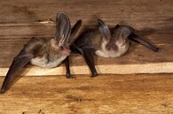 netopýr dlouhouchý