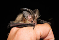 netopýr ušatý