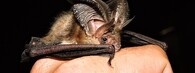 netopýr ušatý