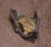 Netopýr pláštíkový