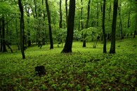 Netýkavka malokvětá