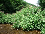 Netýkavka žláznatá