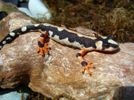 Čolek luristánský