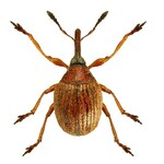 Nosatec Microon sahlbergi 