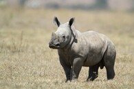Mládě nosorožce