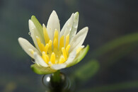 Nymphaea thermarum