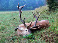 zastřelený jelen