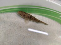 Hlavačkovec Glenův nepoužívat