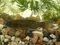 Blatňák tmavý  nepoužívat