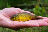 karas obecný nepoužívat