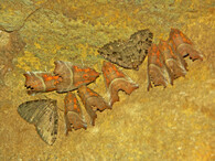 Sklepnice obecná a píďalka jeskynní