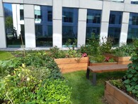 Komunitní zahrada u Praga Studios 