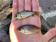 karas obecný a stříbrný