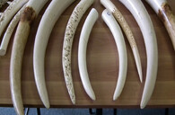 CITES, zadržená slonovina