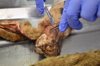 odebrání vzorku pro DNA