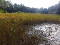 Bývalé odkaliště u Jivky