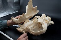 ohledání lebky lva