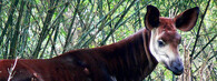 Okapi