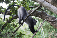 kočkodan bělohrdlý