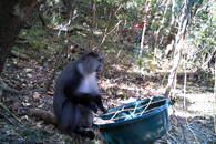 kočkodan bělohrdlý