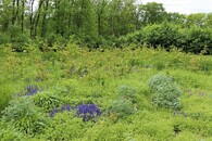 optimální stav paseky