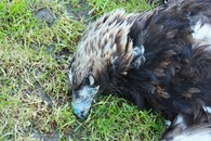 orel skalní karbofuran