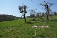 Ořez starých ovocných stromů v aleji