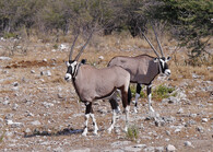 Oryx / přímorožec jihoafrický