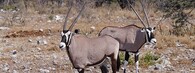 Oryx / přímorožec jihoafrický