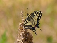 Otakárek fenyklový