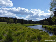 perlorodka říční