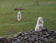 pyrenejský horský pes