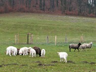 pyrenejský horský pes