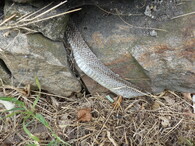 svlečená kůže užovky stromové