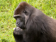 gorila