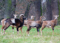 stádo muflonů v Krči