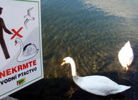 Zákaz krmení labutí