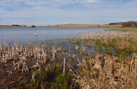 Rybník s příbřežní vegetací