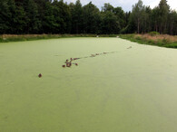 Odpadní vody v rybníce