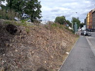 likvidace invazních pajasanů