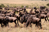 Pakoně v keňské rezervaci Masai Mara migrují do tanzanského parku Serengeti